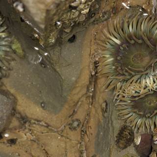 Sea Urchins Gathering