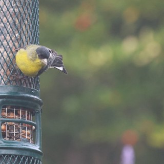 Yellow Finch Feeding at Garden Bird Feeder