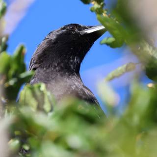 Crow's Verdant Perch