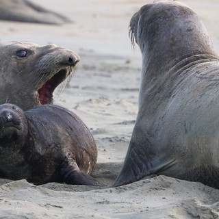Elephant Seal Pup Between Two Adults at Drakes Beach