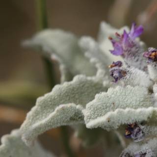 Purple Geranium in the Frost