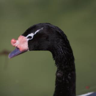 The Pink-Nosed Black and White Swan