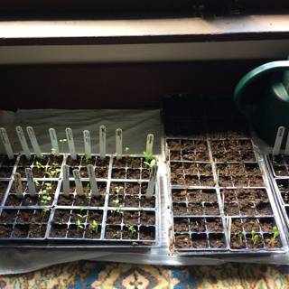 Seedlings ready for planting