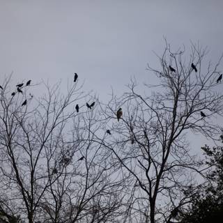 Gathering of Blackbirds on a Silhouette Branch