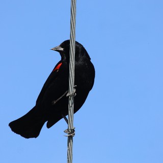 Red-Winged Blackbird Perched on Wire Against Blue Sky