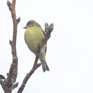 Lesser Goldfinch Perched on Winter Branch