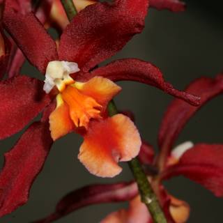 Vibrant Red and Orange Orchid with Yellow Center