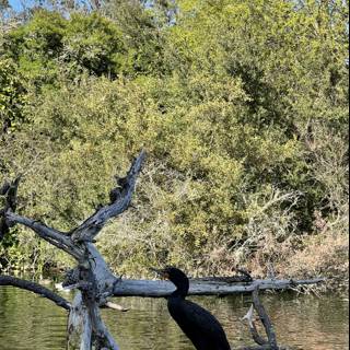 Cormorant on a Branch in Stow Lake