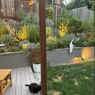 Serene Moments in the Backyard