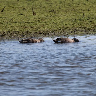 Pair of Blue-winged Teal Resting in Wetland Shallows