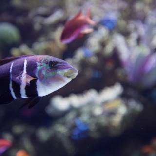 Striped Beauty in the Coral Reef