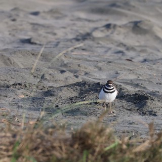 Killdeer Shorebird Standing on Muddy Beach Terrain