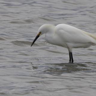Graceful Hunter of the Wetlands