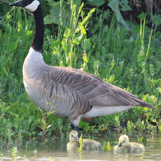 Canada Goose with Goslings in Wetland Waters