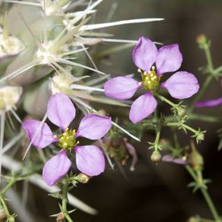 Purple Blooms among Cacti