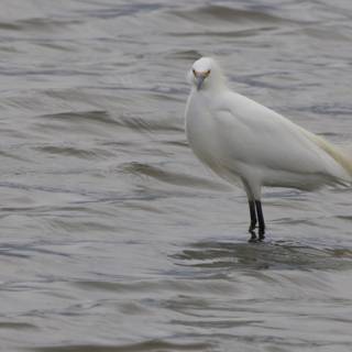 Majestic Presence in San Pablo Bay