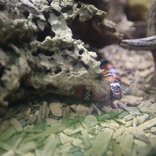 Banded Snake in Natural Terrarium Habitat