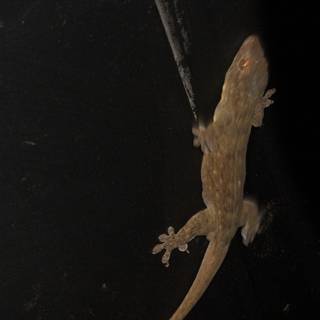 Gecko in the Dark