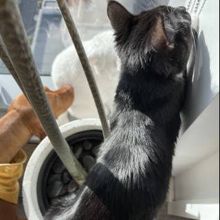 Window Watching Manx Cat