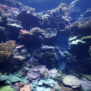 Vibrant Coral Reef Ecosystem with Diverse Marine Life