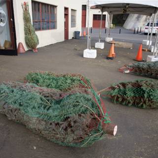 Urban Christmas Preparation: Christmas Trees Stacked in Fort Mason Parking Lot