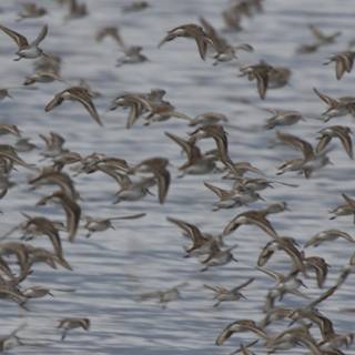 A Dance of Wings