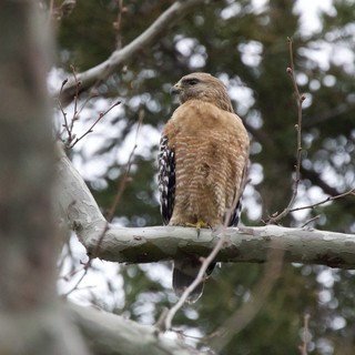 Red-shouldered Hawk Perched on Winter Branch