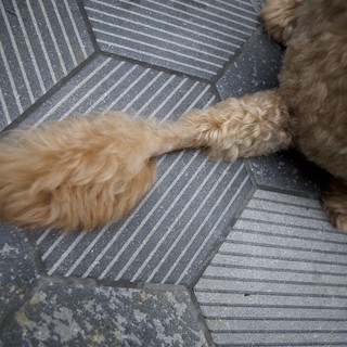 Golden Doodle Paws on Geometric Paving Stones