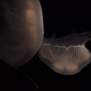 Serene Jellyfish Duo