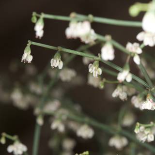 White Geranium Flowers in Bloom