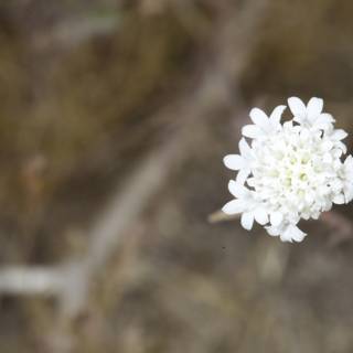 Lone White Daisy in Field