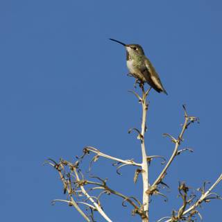 Hummingbird Haven