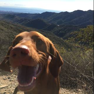 A Vizsla Dog Takes in the Hillside View