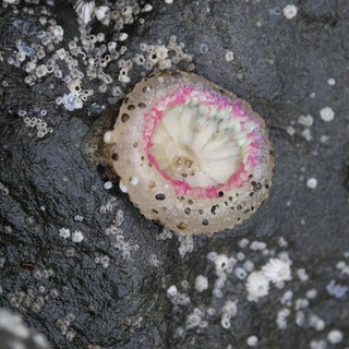 Vibrant Sea Snail Shell Among Rocky Tidepool Barnacles