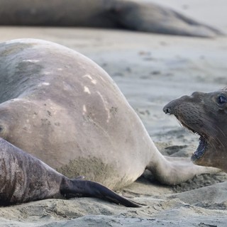 Elephant Seal Confrontation at Drakes Beach
