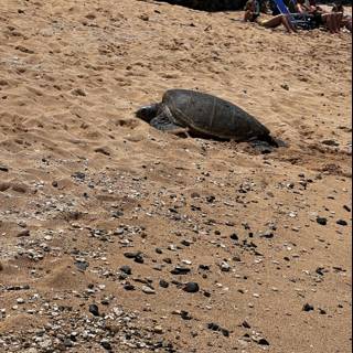 A Day on the Beach with a Turtle