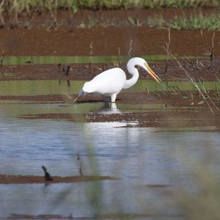 Great Egret Hunting in Shallow Wetland Waters