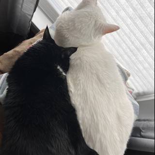 Feline Friends on the Window Sill