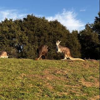 Kangaroos Grazing in the Pasture