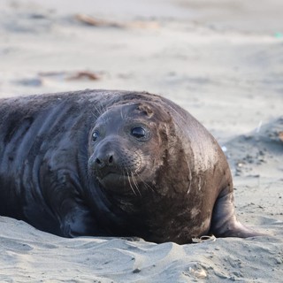 Young Elephant Seal Resting on Sandy Beach