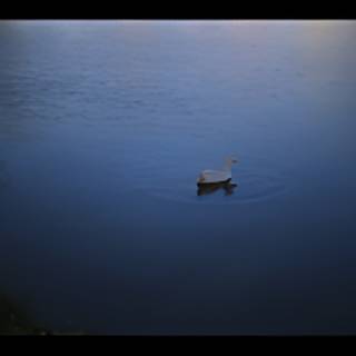 Solitude on the Lake