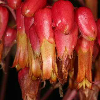 Vibrant Red Geraniums