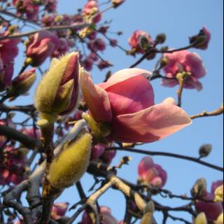 Magnificent Magnolia Blossoms