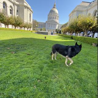 Capitol Pup