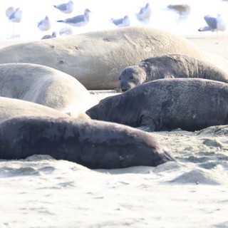 Elephant Seals Resting on Drakes Beach Shore