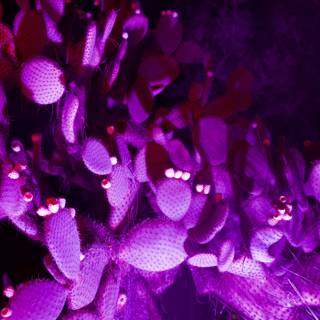 Purple Haze: Patterns of Nature