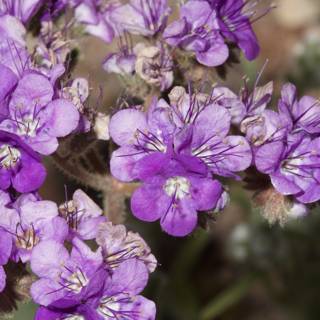 Geraniums and Acanthaceae in the Desert