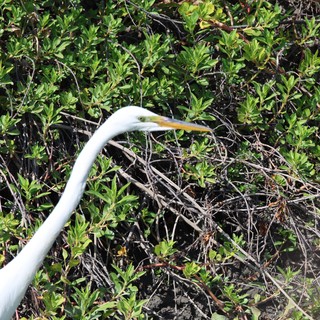 Great Egret Hunting in Wetland Vegetation