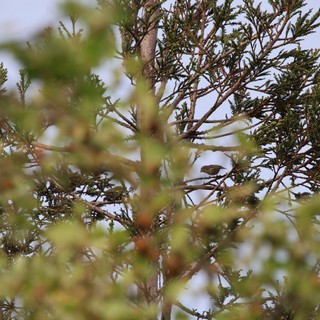Small Bird Perched Among Cedar Branches