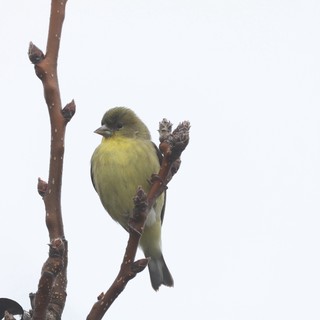 Lesser Goldfinch Perched on Winter Branch